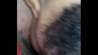 է էշի քանակն աշխարհում կնվազի