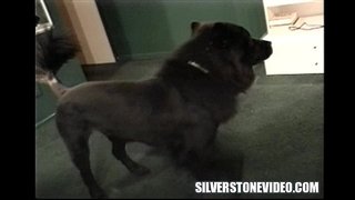 Նենսի Վի Դեռահասների Ալեքս Дэйн